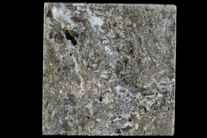 Rhynie Chert - Early Devonian Vascular Plant Fossils #86734